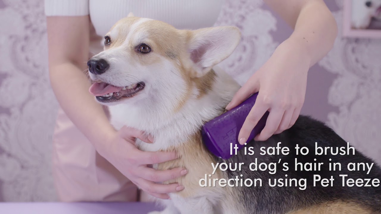 How to deshed your dog using a Pet Teezer Grooming brush