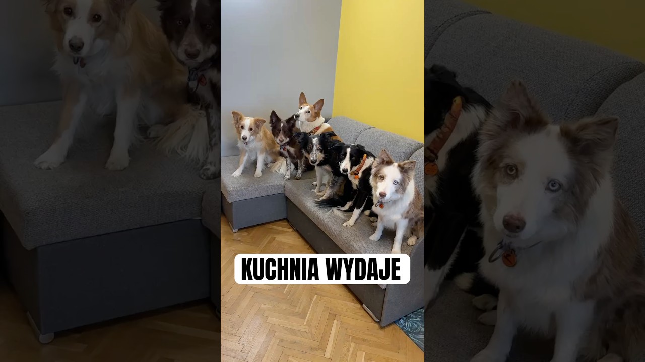 &bdquo;Kuchnia wydaje&rdquo; i&hellip; Pączuś #pies #bordercollie #doglover #bordercollie #dogs #zwierzęta #piesek