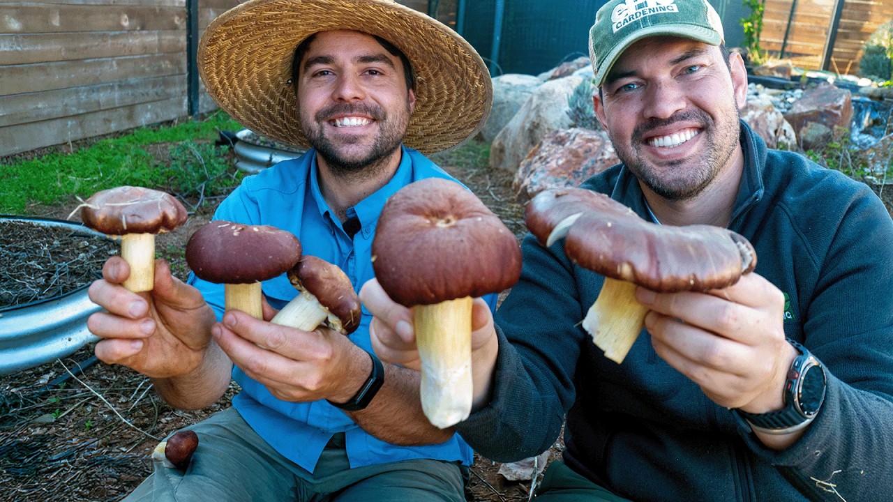 I Harvested My First Mushrooms At The Homestead! 🍄