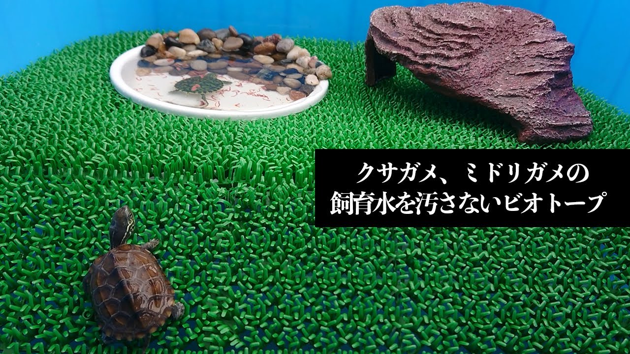 もうこれで汚さない　カメビオトープ飼育構想