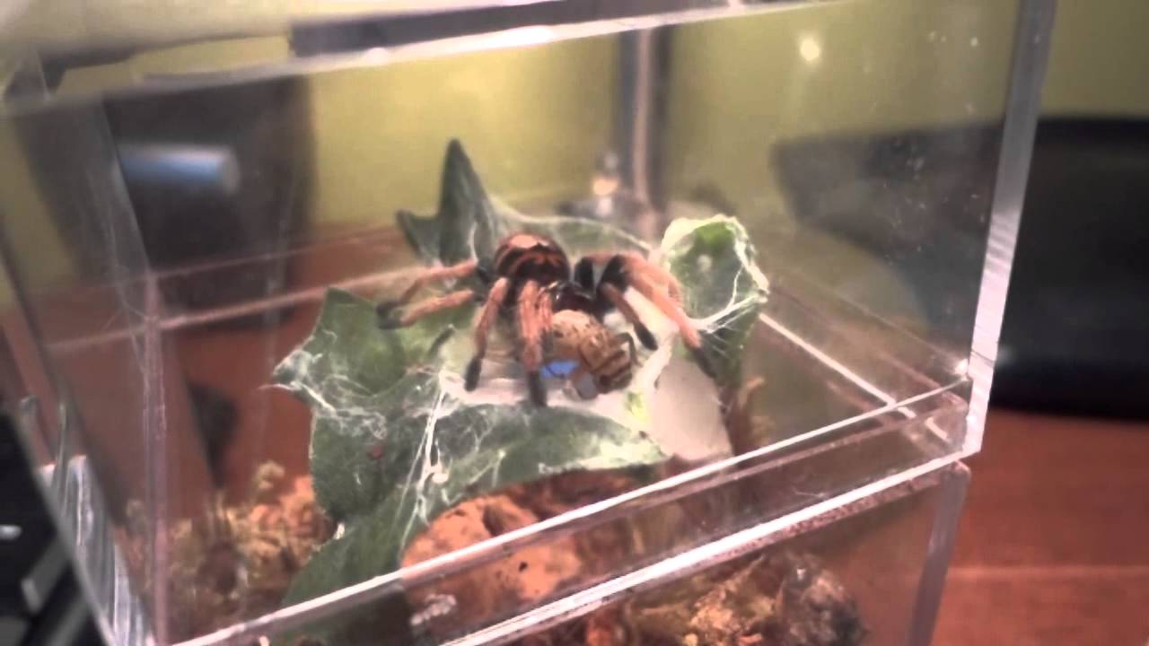 Vicious Attack! (Green Bottle Blue)