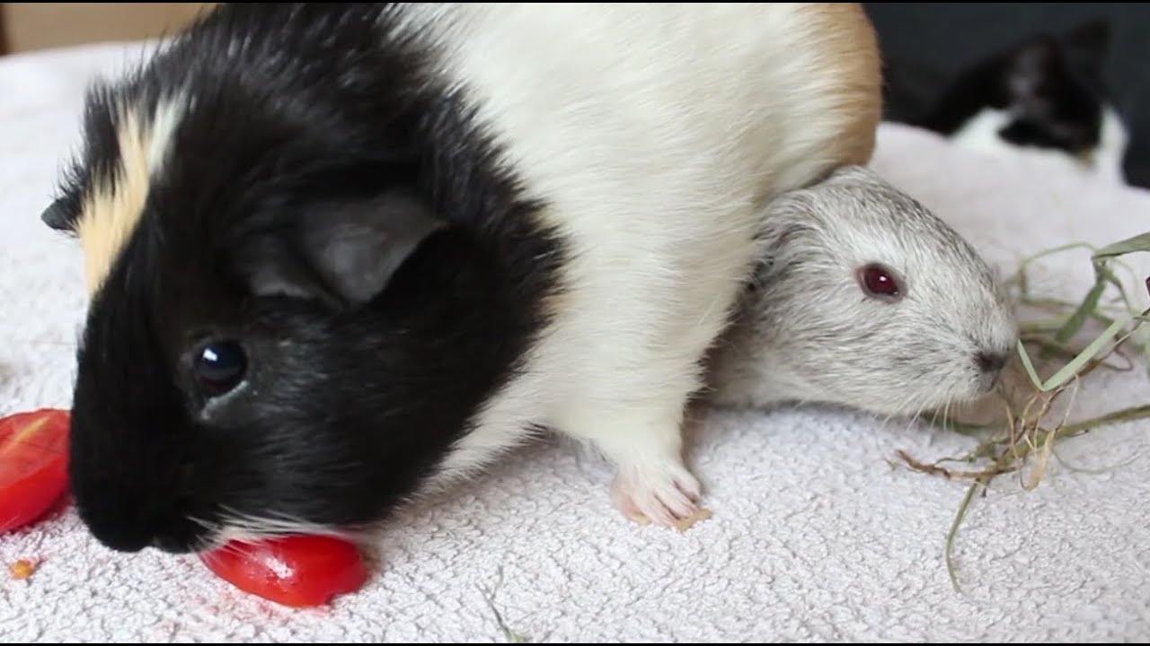 Pumpkin das neue MEERSCHWEINCHEN | Die Meeries