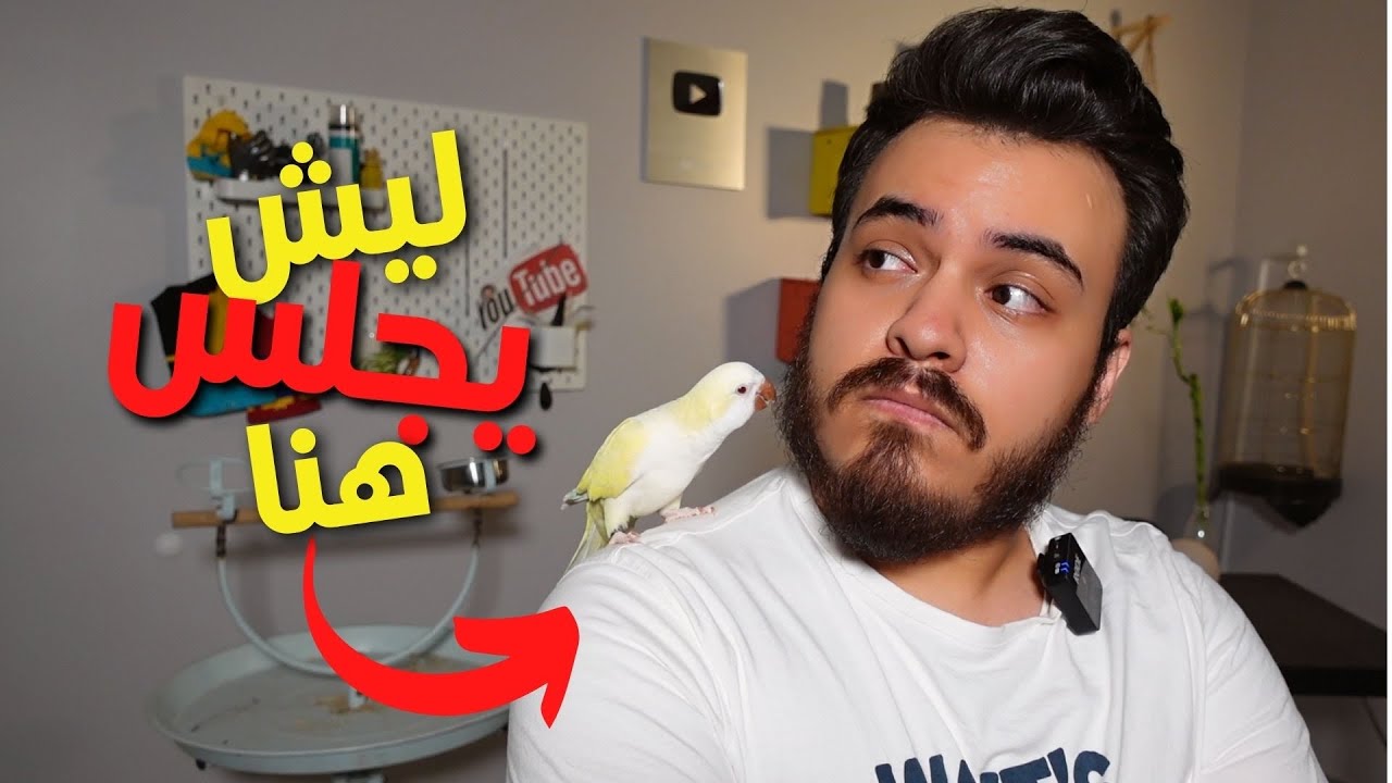ليش ببغائك يحب يجلس على كتفك ؟