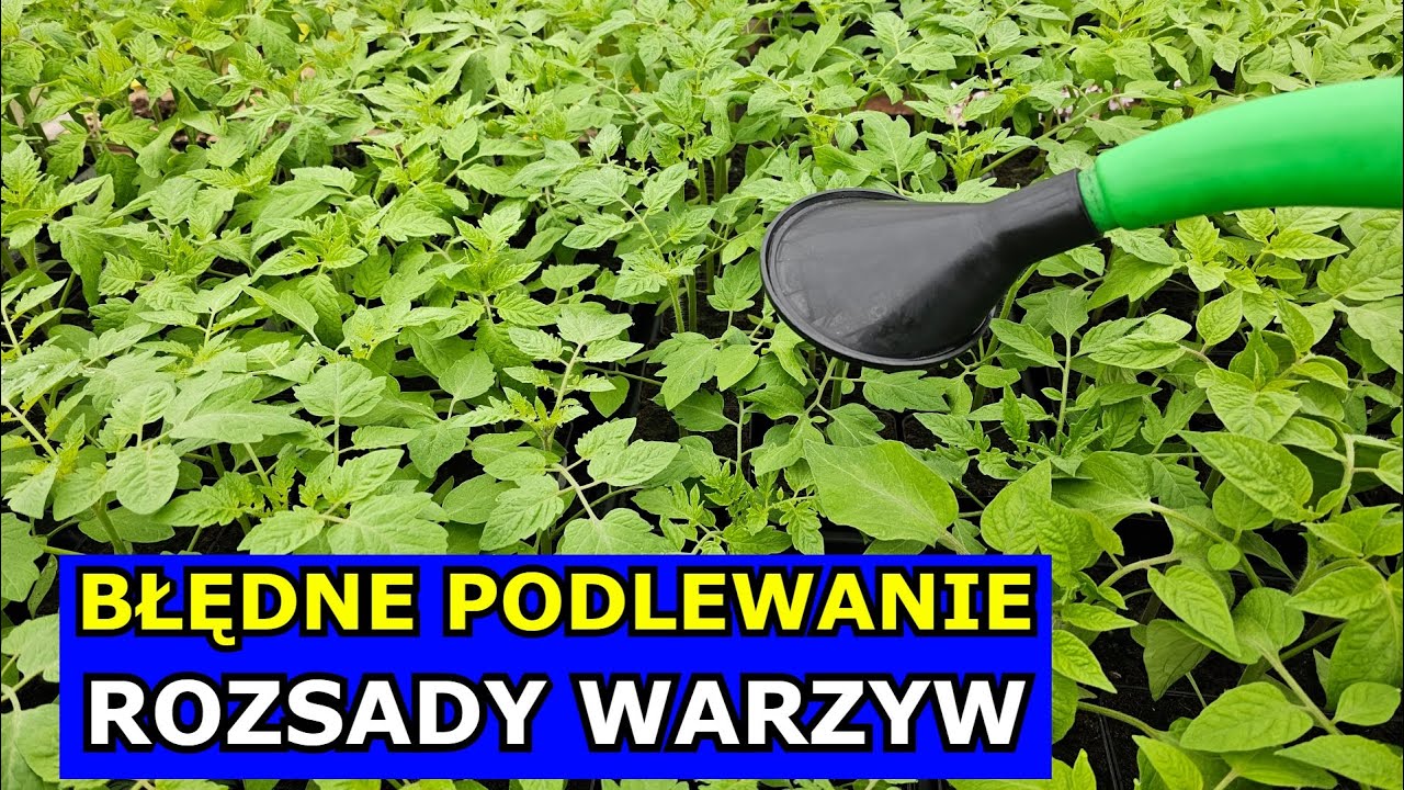 Błędne Podlewanie Rozsady Pomidor&oacute;w Papryk i innych Warzyw. Jak Podlewać Warzywa Uprawiane z Rozsady
