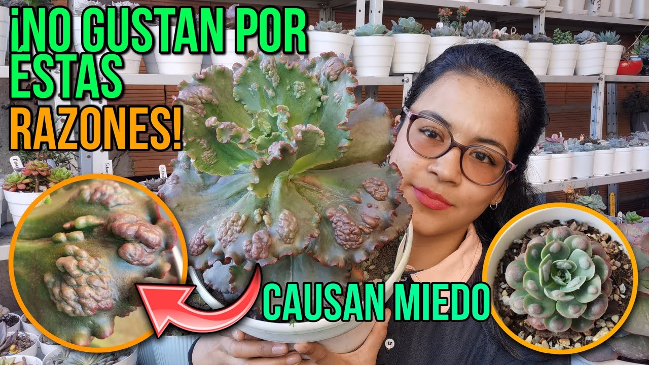 Suculentas que rechazan o poco gustan por su aspecto 🥺 | Jardines by Angie