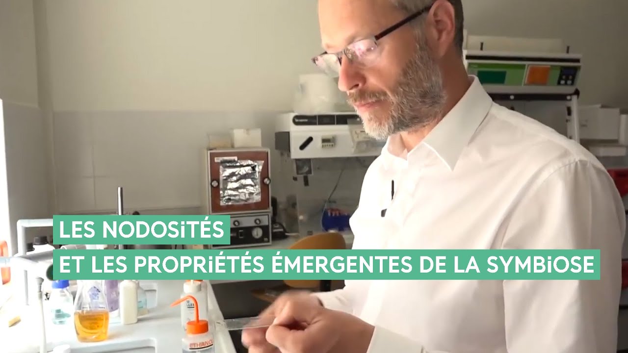 Les nodosités et les propriétés émergentes de la symbiose