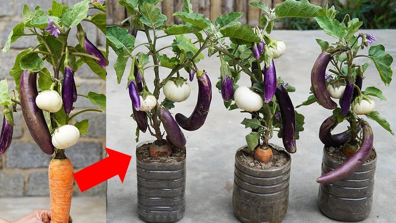 Unbelievable Way to Grow Eggplant and Carrots at Home | Easy Eggplant Planting Guide