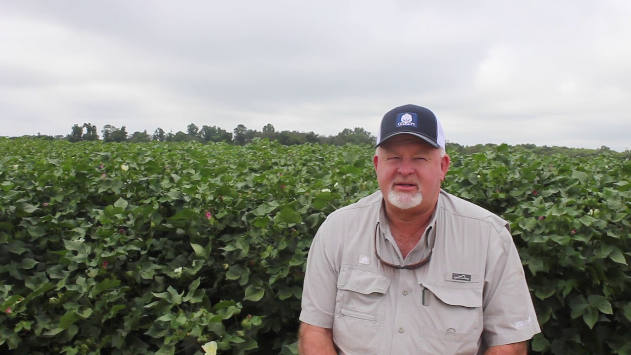 Bart Davis - Georgia Cotton
