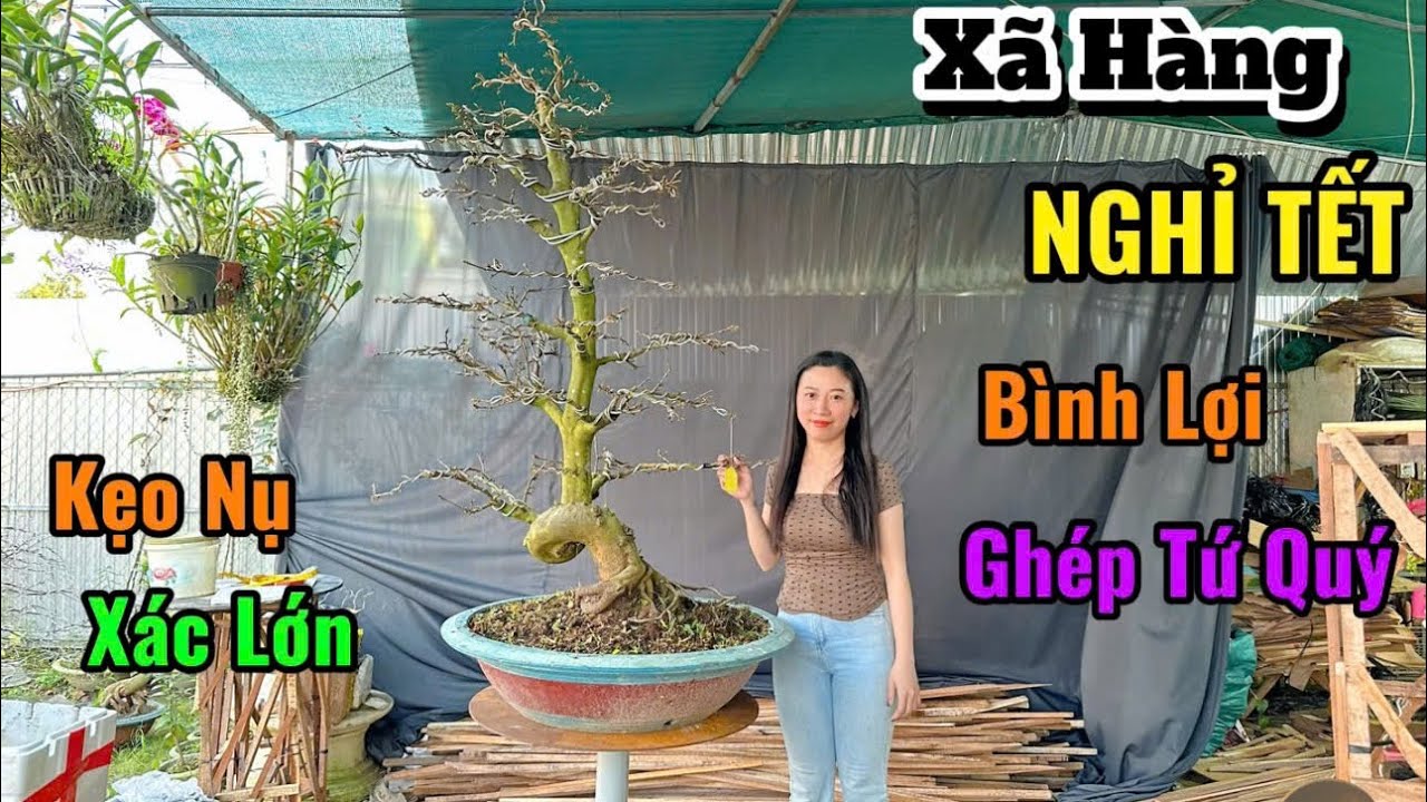 Dọn Vườn,Nghỉ Tết,Giá Cực Rẻ,Bình Lợi,Tứ Quý,Kẹo Nụ,Xác Lớn-2/1/26-Trang Mai Vườn Cần Thơ.