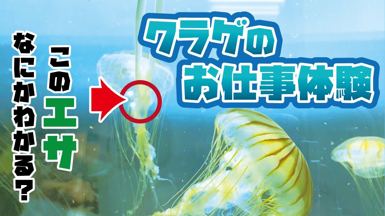 【ぱーるしーちゃんねる】クラゲの飼育スタッフのお仕事をやってみる！（クラゲの水替え＆エサやり編）