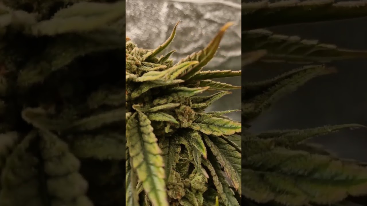 10. Bl&uuml;tewoche Painkiller XL von Royalqueenseed #cannabiseducation