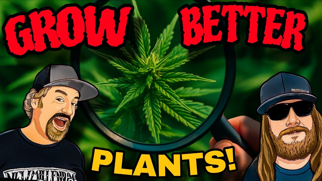 Cannabis Strain Selection: How Our Pros Get It Right