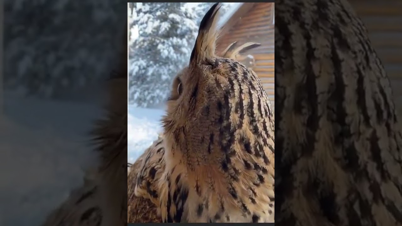 Sweeet owl at home. take kare of nature
owl sound effect