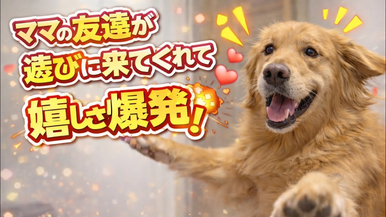 【Vlog】ママの友達が遊びに来てくれて嬉しさ爆発するゴールデンレトリバー