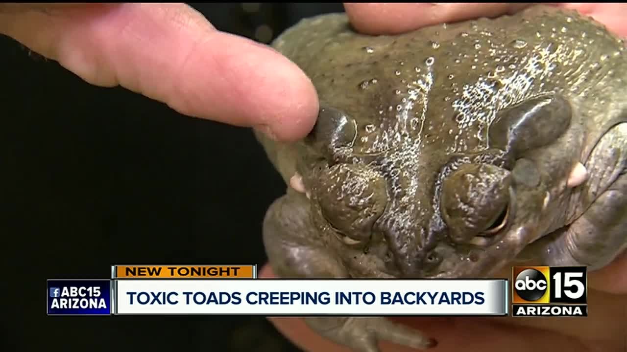 Sonoran Desert Toad pose a danger for Valley dogs