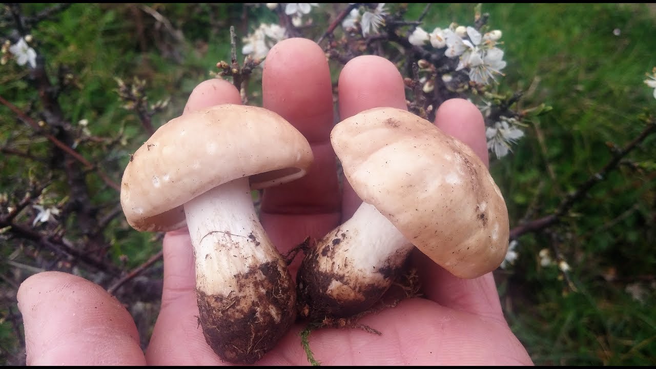 Grandes setales de Calocybe Gambosa junio 2018
