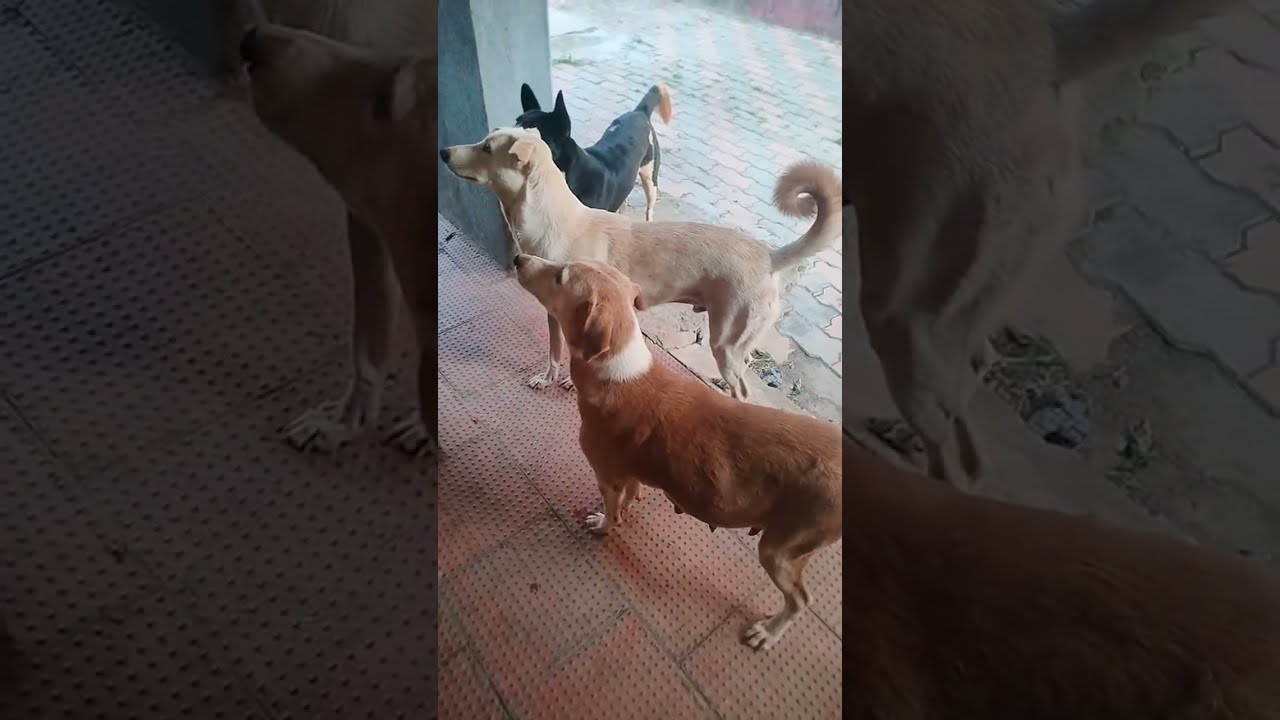 feeding hungry dogs see their struggle! Video starts after 2 minutes,so watch this live after 2 min!