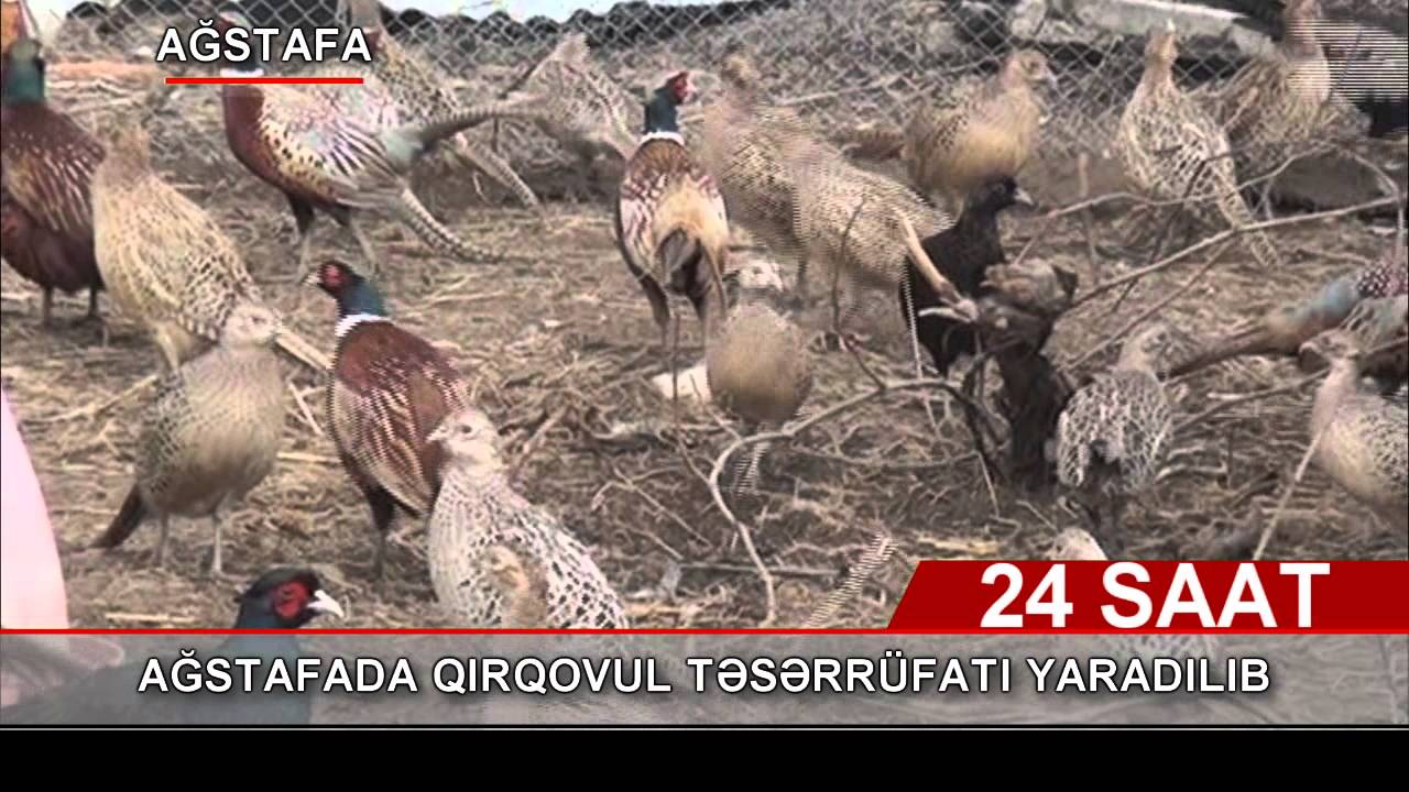 Ağstafada qırqovul təsərrüfatı yaradılıb