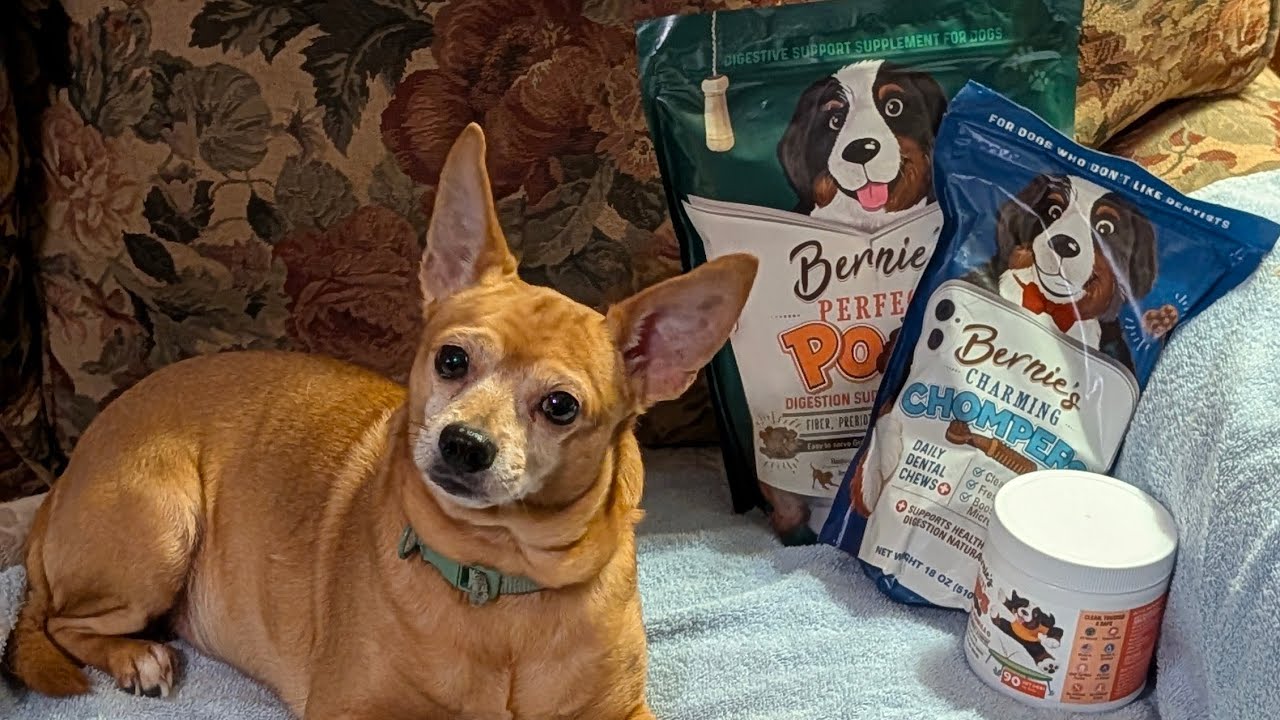 Why should you buy Bernie's Best for your dogs? 