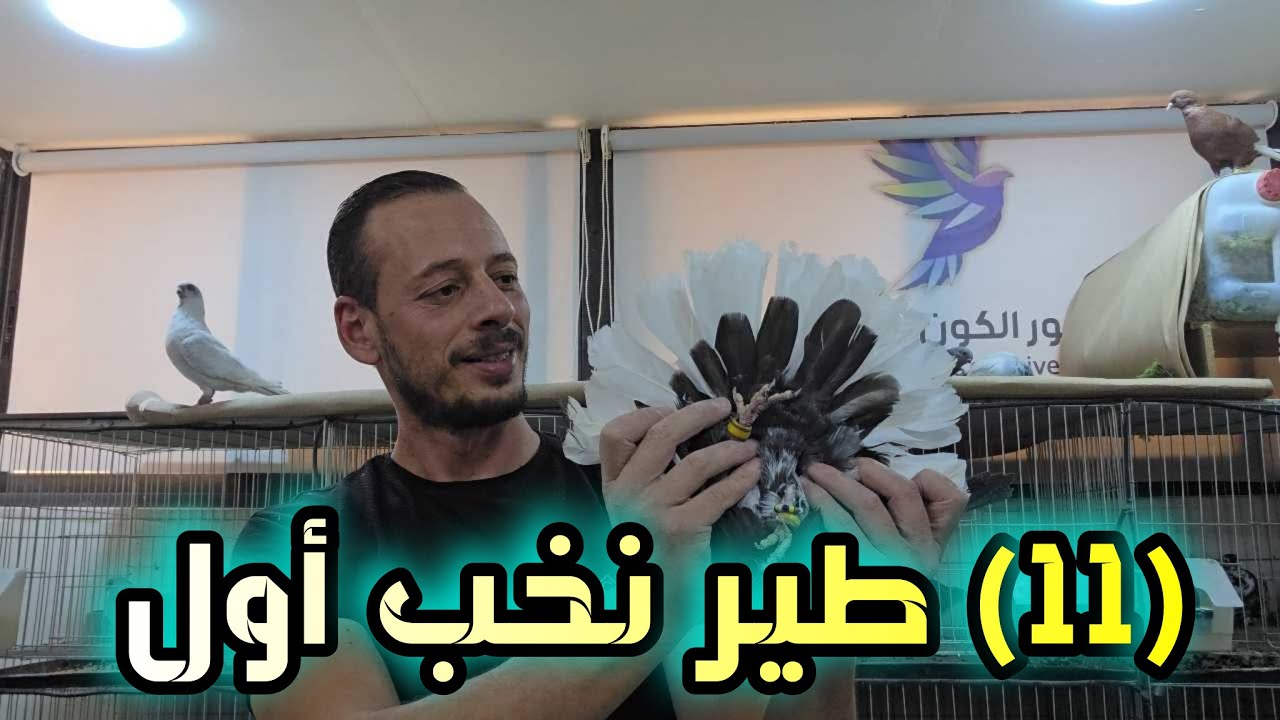 وصل 11 طير نخب اول على السطح .... و 6 فراخ ذهب اصفر