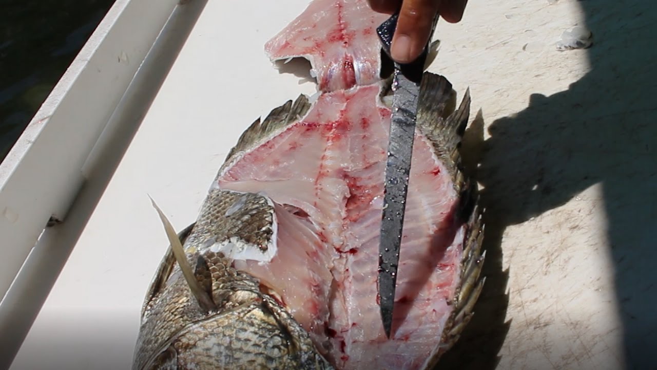 Cuda Tools Fillet Knife Real World Test on Tripletail and Cobia