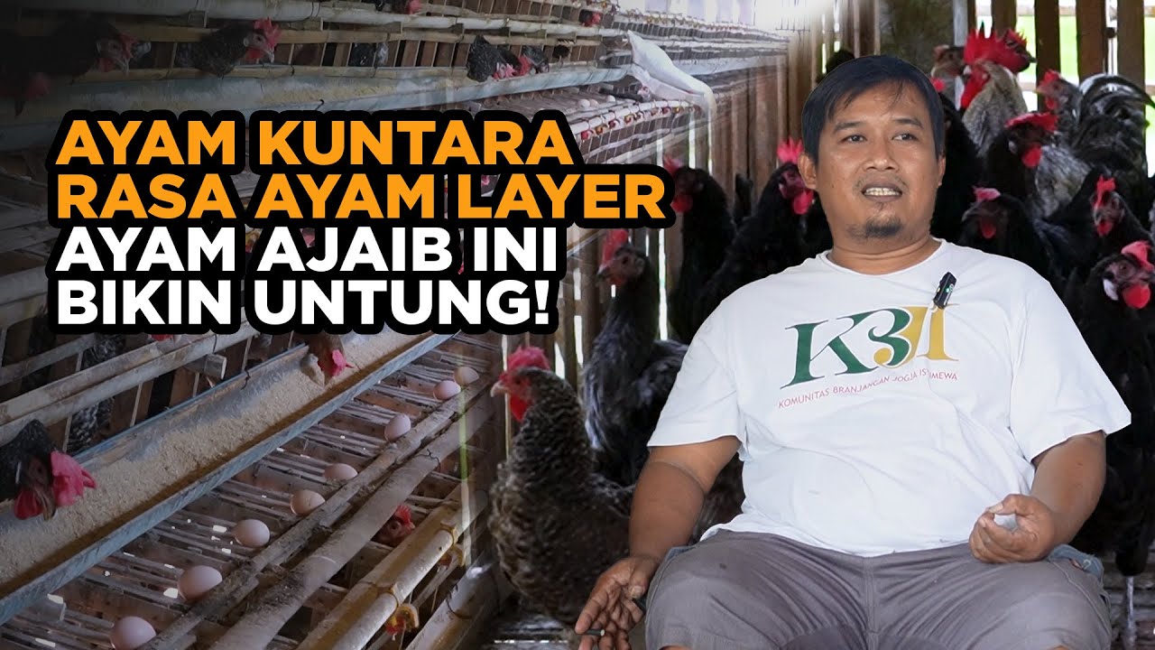 Ayam KUNTARA Jawaban Peternak yang Mau Hemat Pakan, Tahan Penyakit & Tetap Panen!