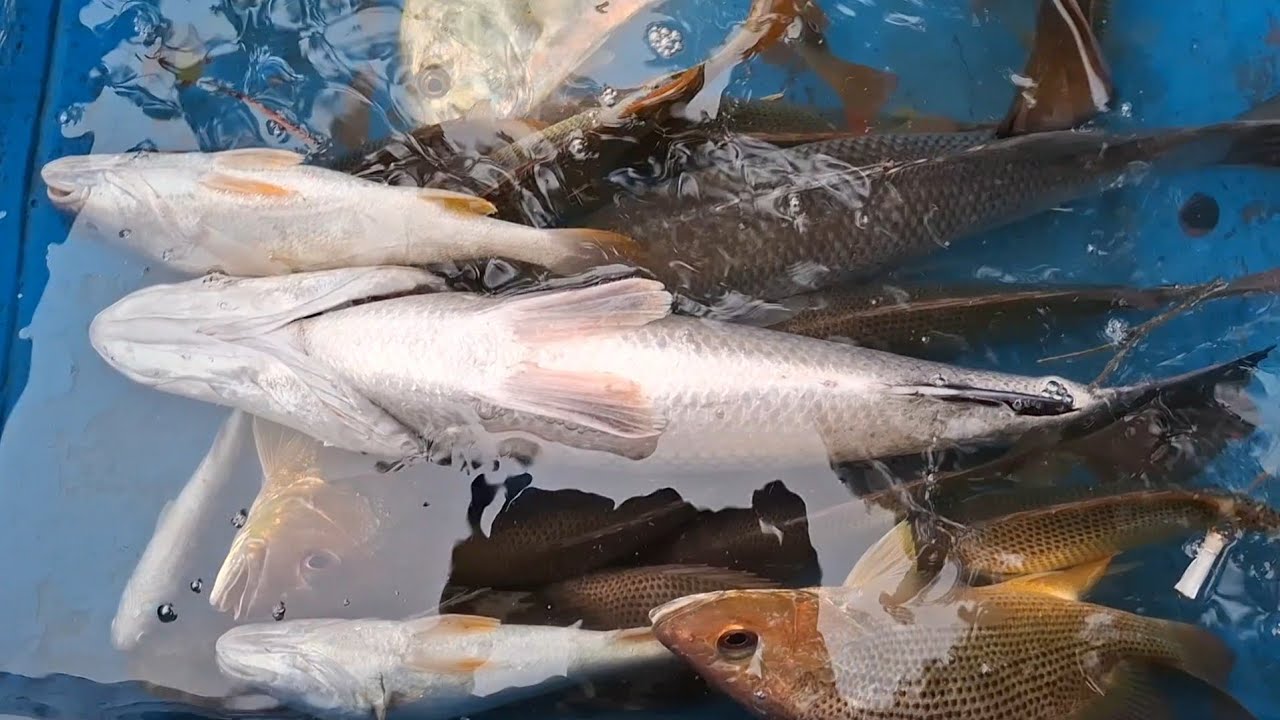 REJEKI MASIH GACOR ALHAMDULILLAH SETENGAH HARI MANCING BANYAK SAMBARAN IKAN