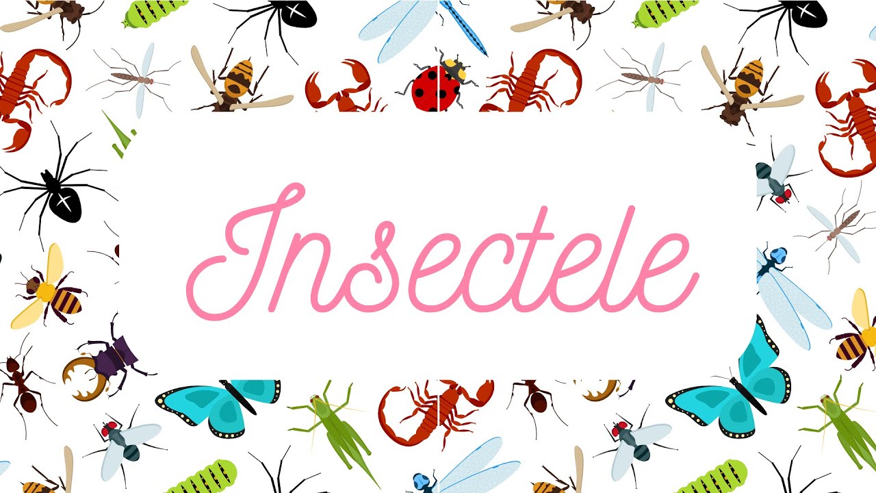 Curiozități despre INSECTE | Cunoașterea mediului | Observare