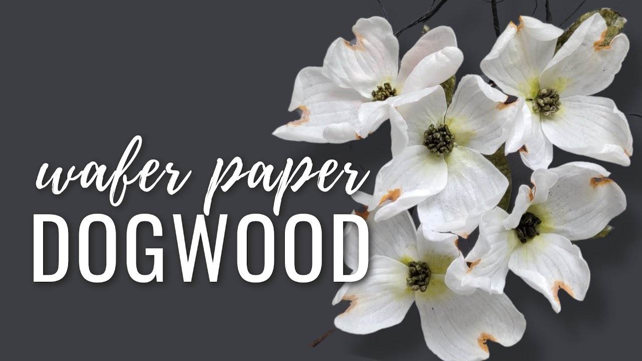 Wafer Paper Dogwood Flowers Made Simple + Template