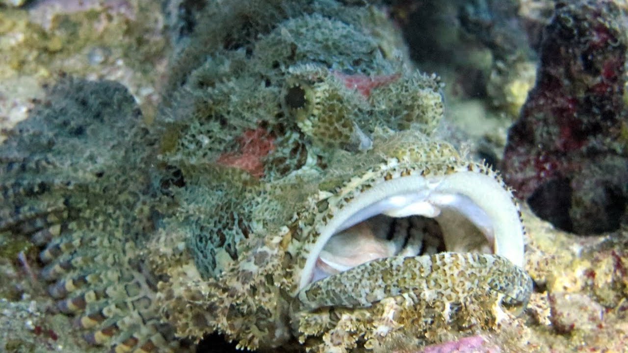 The Best Red Sea Fish and Coral Reef at Dahab in Egypt