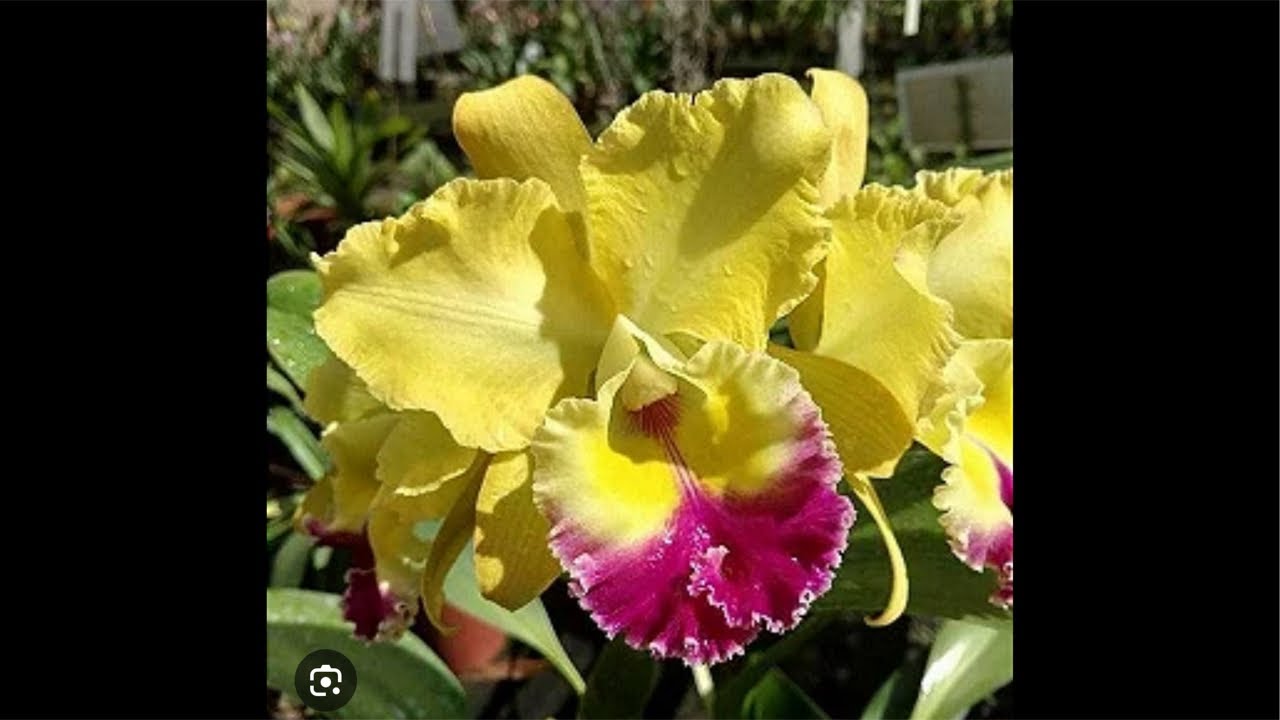 Orquidário Coroados está ao vivo!