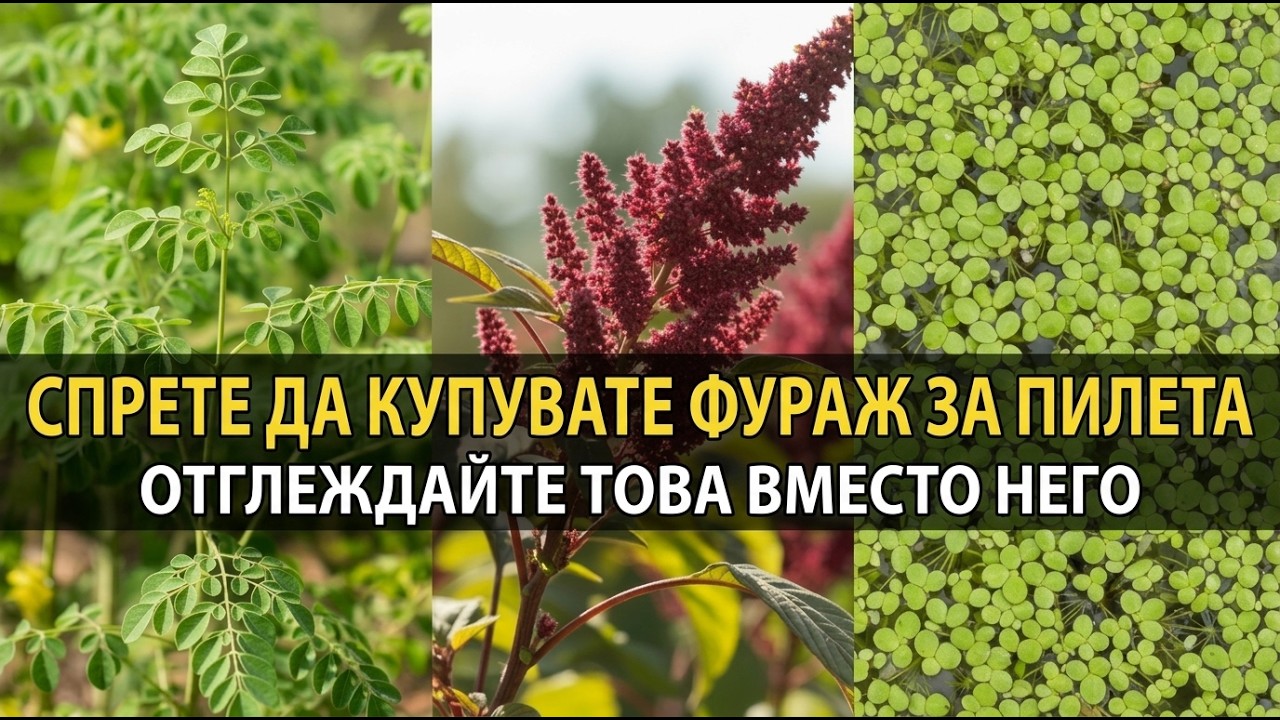 Тези 7 Растения Напълно Заместват Храната За Кокошки! Засадете Веднъж, Хранете Завинаги!