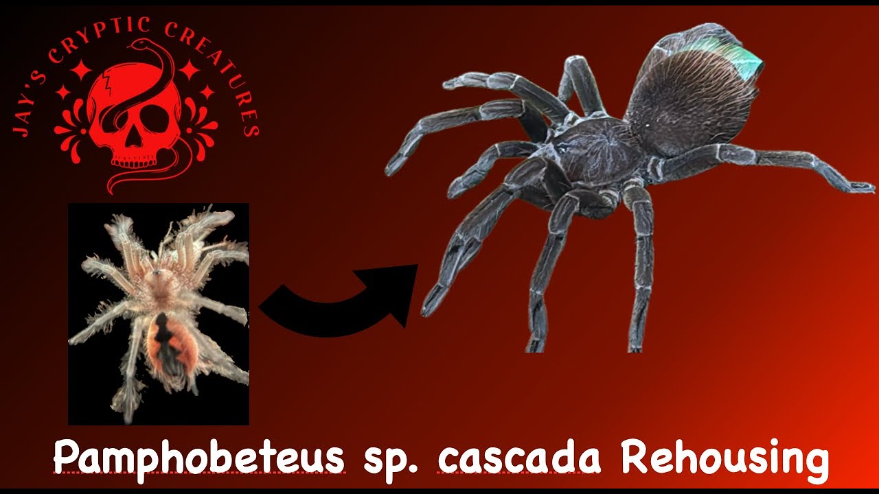 Pamphobeteus sp. Cascada Rehousing, Husbandry & Care