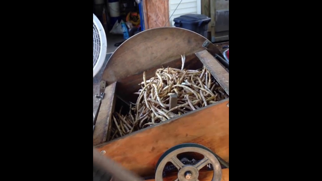 Shelling Beans