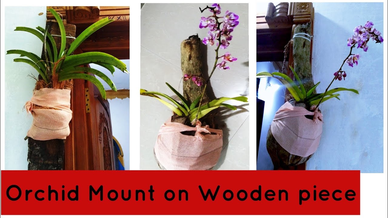 കാട്ടിലെ മരവാഴ ഇനി വീട്ടിലും Wild Orchid at Home | Orchid DIY on Wooden piece
