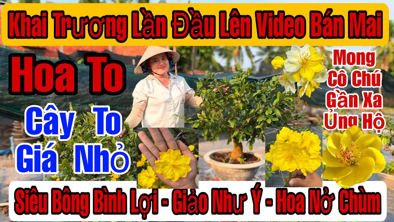 Mùng 8☎️0983942618☎️🌲Mai Vàng Giá Rẻ🌲Giảo Như Ý-Nhị Ngọc Toàn-Siêu Bông Bình Lợi-Hoa Thơm Nở Chùm…🌲