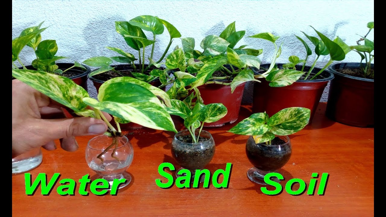 How to grow Money Plant from cutting in three ways very easy / money plant pothos