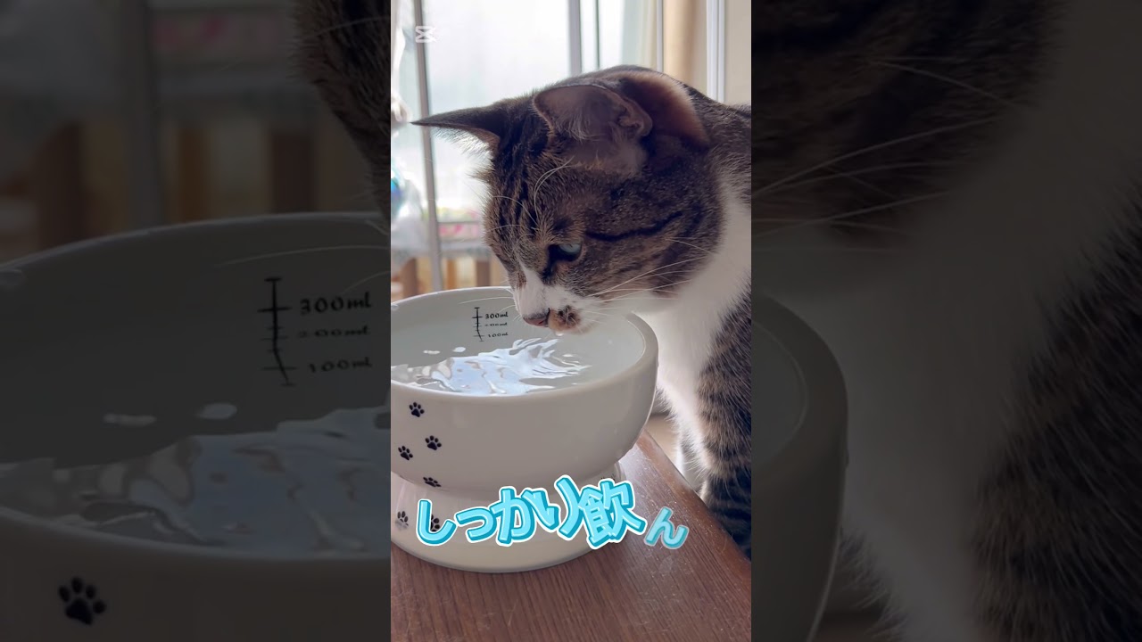 【水を飲む猫】#shorts #猫 #キジシロ #猫のいる暮らし #ぽんずさん