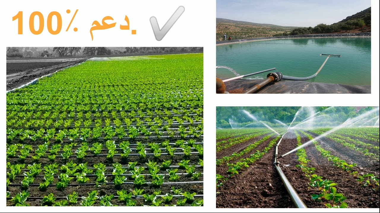 اعانة ودعم الدولة لمشاريع تجهيز الاراضي الفلاحية بالسقي بالتنقيط goutte a goutte