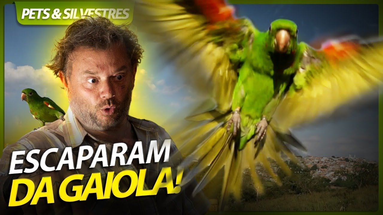 AS AVES ESCAPARAM DA GAIOLA, E AGORA? | RICHARD RASMUSSEN