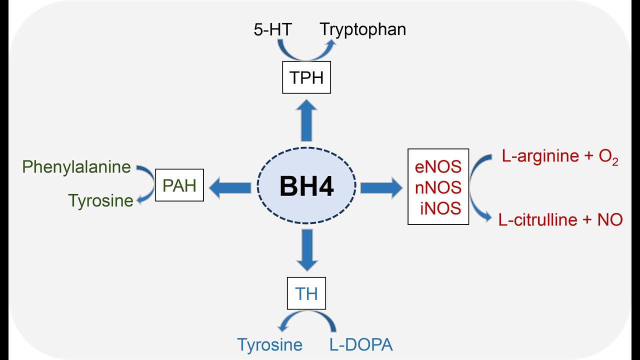 Tetrahydrobiopterin BH4 and dihydrobiopterin BH2 cofactors involved in various biochemical processes