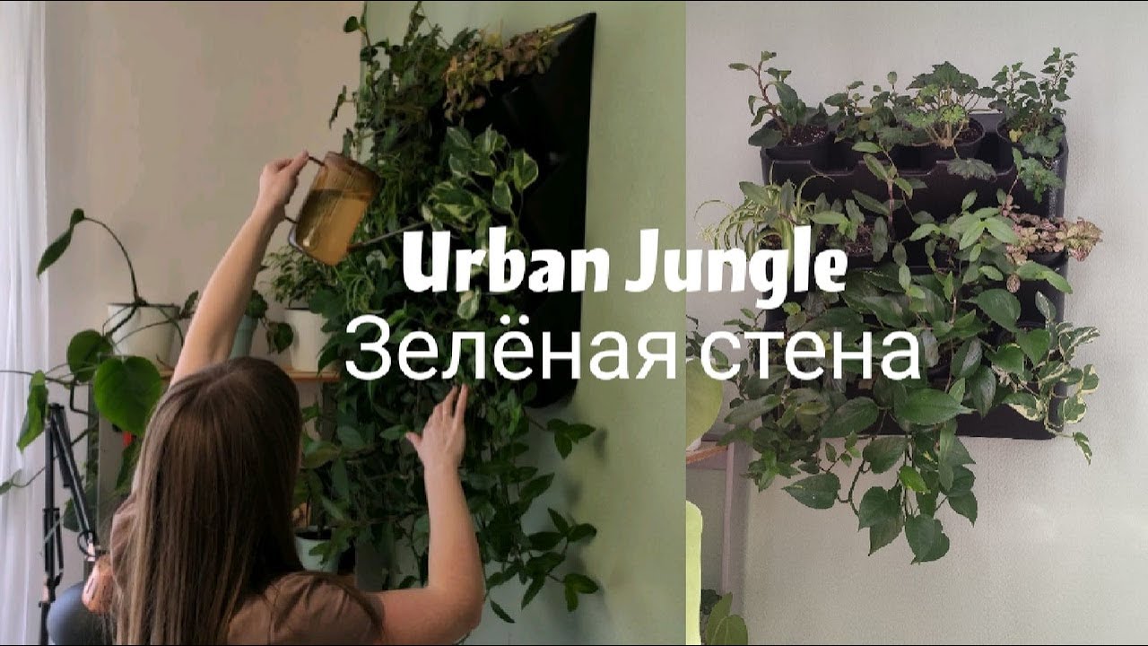 Urban Jungle / Сделала джунгли из растений у себя дома / Вертикальный сад из растений