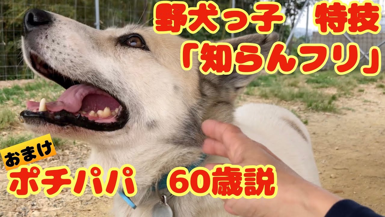 野犬の「知らんフリ」が可愛い＆「5月の優しい気持ち」ご報告♡