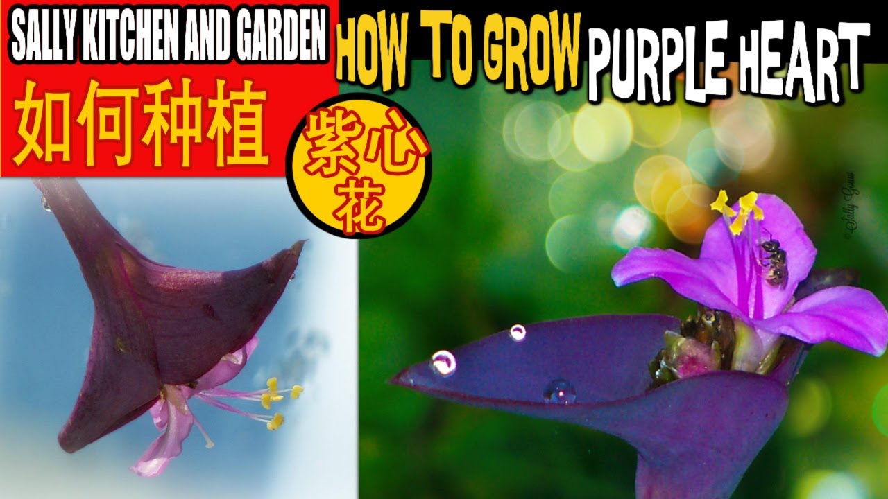 Super Easy To Grow Purple Heart Indoor Or Outdoor｜No Need To Buy｜Tips｜ Backyard Gardening｜ 如何种植紫心花?