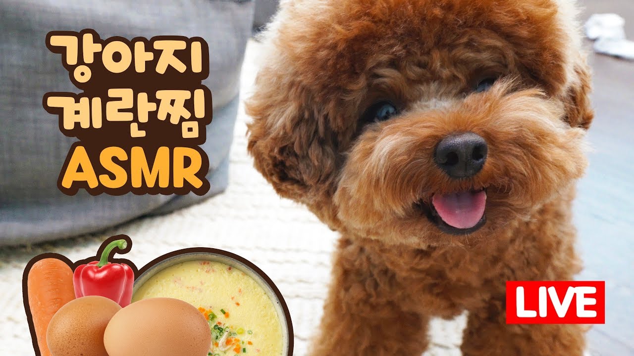 LIVE📺 계란찜 챱챱 ASMR 먹방🐣 강아지 계란찜 같이 만들어요