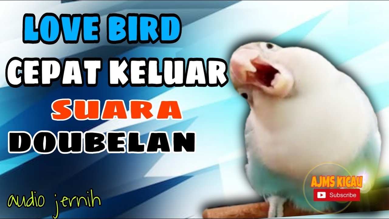 Masteran love bird konslet cepat keluarkan dobelan - audio jernih
