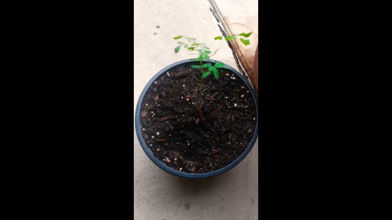 How to Grow Pride Of Barbados plant from SEEDS!! *NO SOAKING*