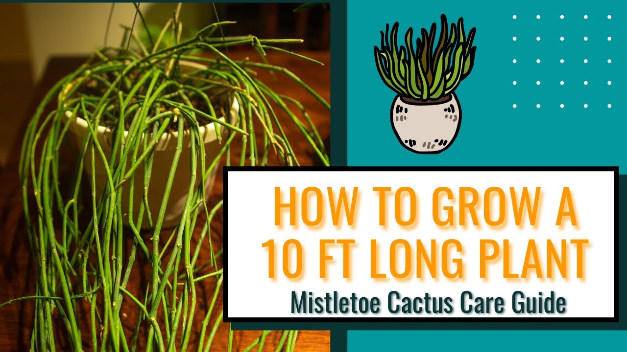 Mistletoe Cactus (Rhipsalis Baccifera) Plant Care Guide For Beginners