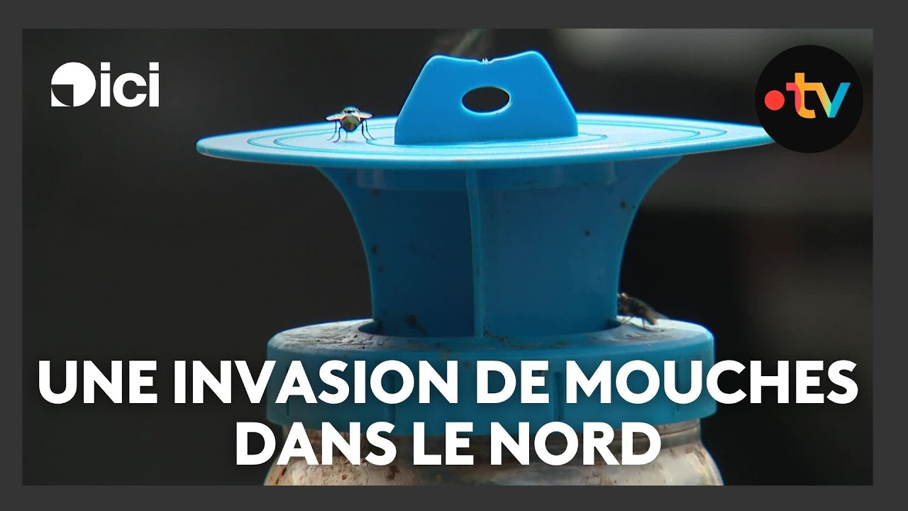 Une inexplicable invasion importante de mouches à Lesquin