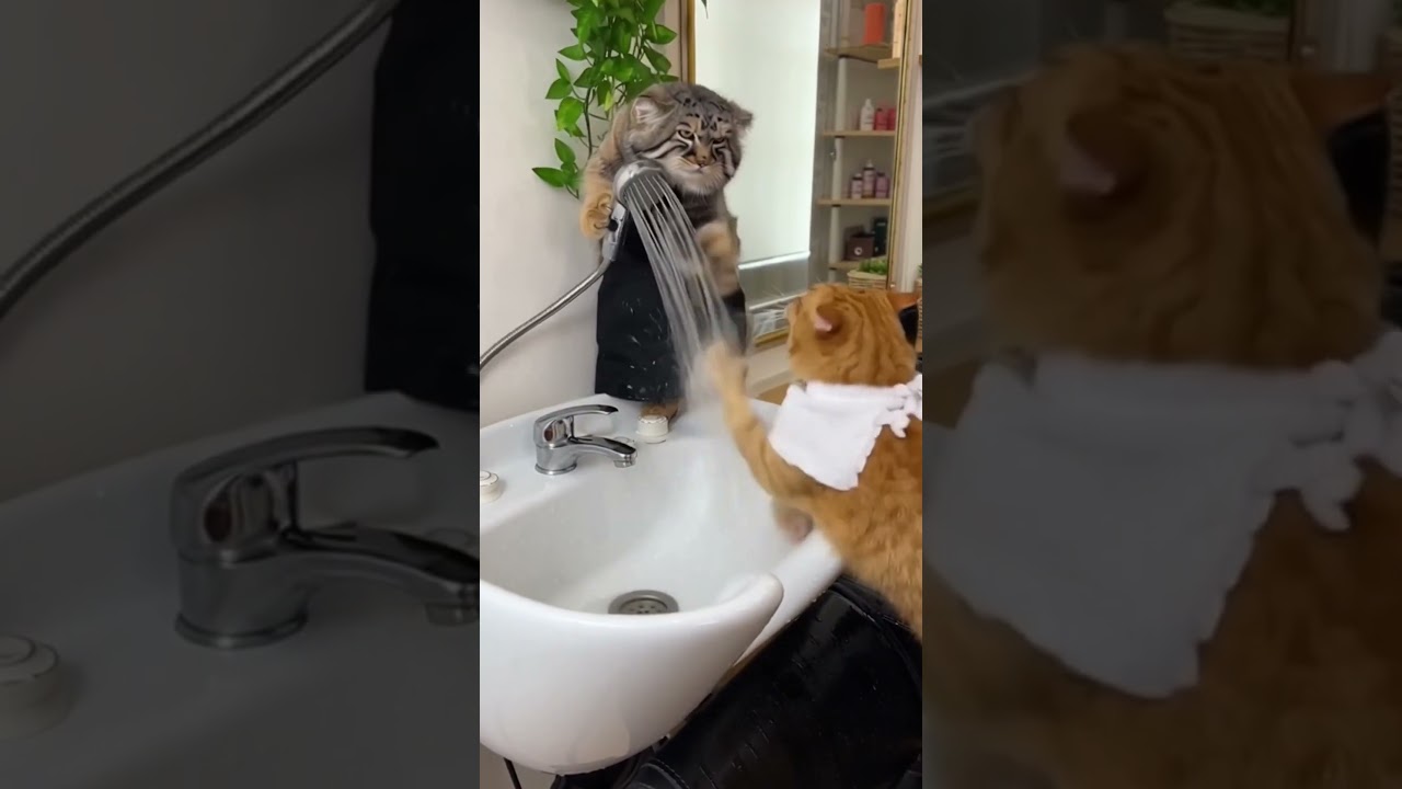 Maple face gets splashed 💦😹 salon chaos fight with Pallas-Cat! #cat
